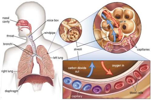 Respiratory system.png