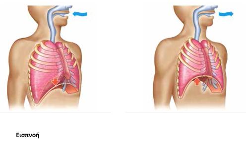 Αναπνευστικές κινήσεις.png