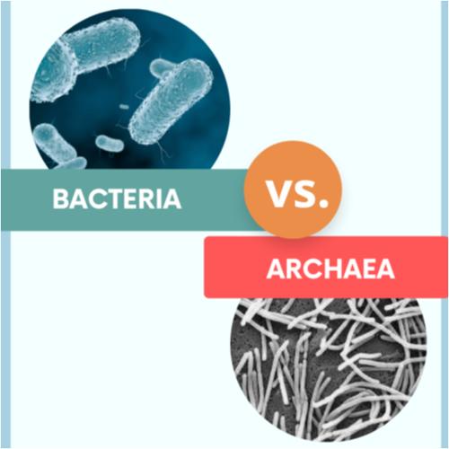 Comparison of bacteria and archaeobacteria.png