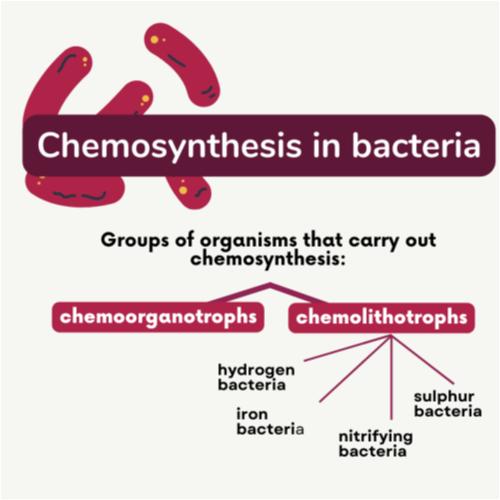 Chemosynthesis of bacteria.png