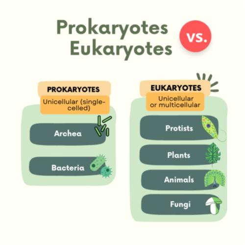 Prokaryotes and eukaryotes.png