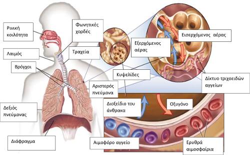 Αναπνευστικό Σύστημα.png