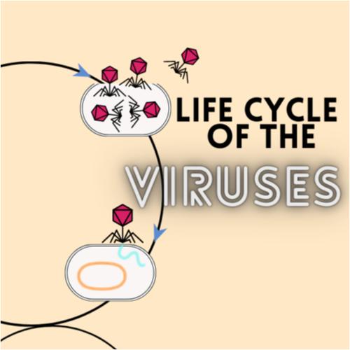 Lytic and lysogenic cycle.png