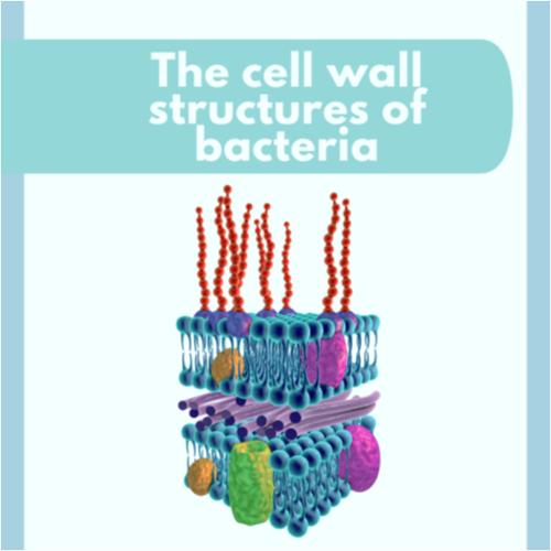 Bacterial cell structure.png