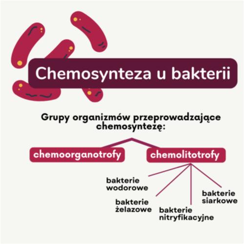 Chemosynteza u bakterii.png